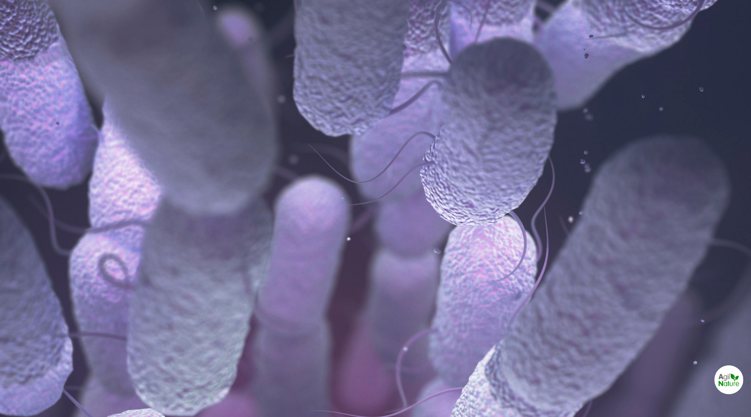 Lactobacillus acidophilus