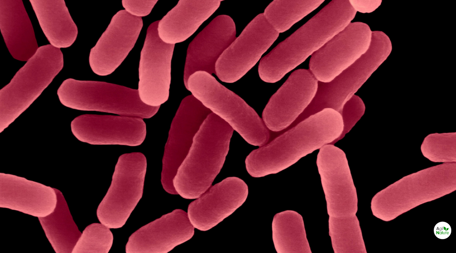 Lactobacillus paracasei