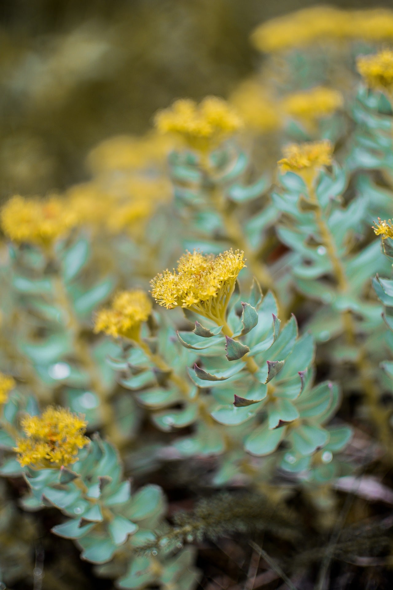 Rhodiola AgilNature
