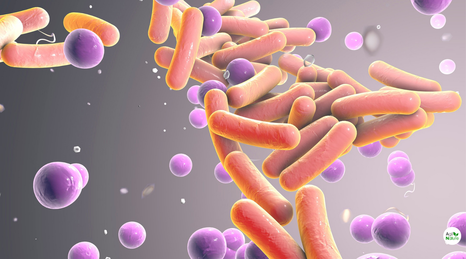 Lactobacillus rhamnosus
