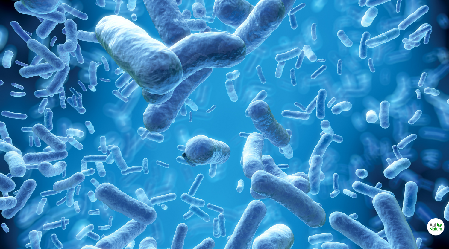 Bifidobacterium lactis