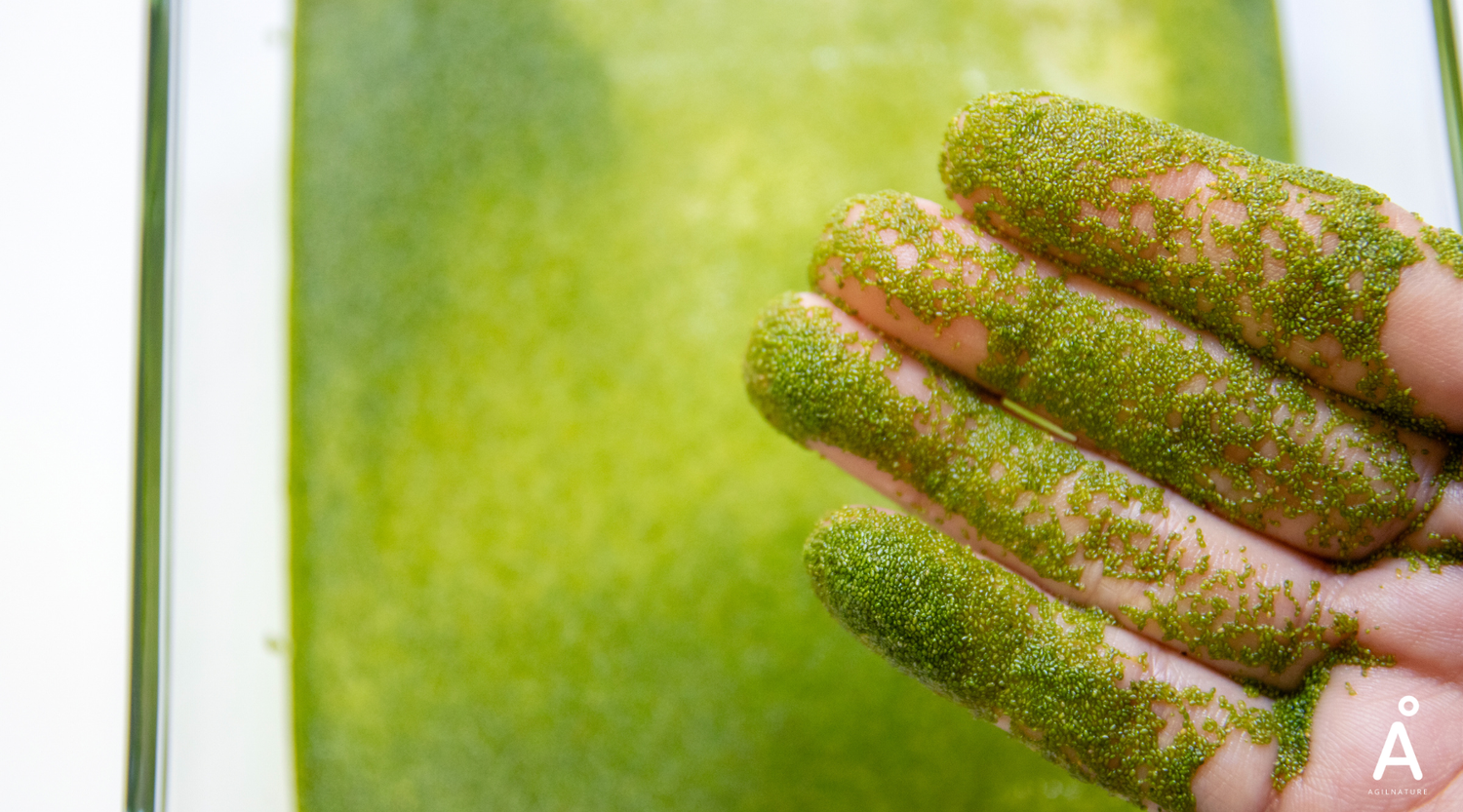 Omega-3 aus Algen: Warum die Zukunft direkt an der Quelle beginnt