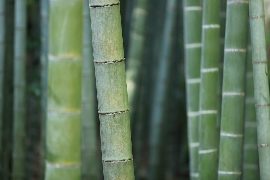 Bambus AgilNature