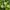 Bergamottebiooel_produktbild_pflanze_AgilNature