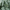Muskatellerbiooel_produktbild_pflanze_AgilNature
